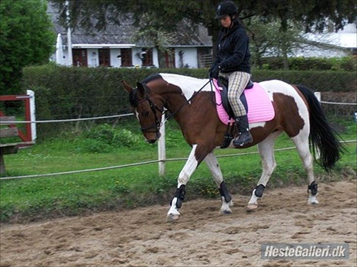 Pinto Hvedholms Aïda - 1. Velkommen til Hvedholm´s prinsesse Aïda! På dette billede rider vi lidt dressur, Aïda var kun 4 da dette billede blev taget billede 1
