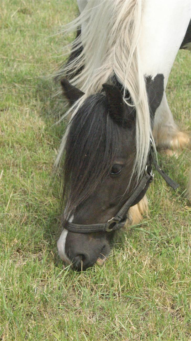 Tinker Lunte billede 1