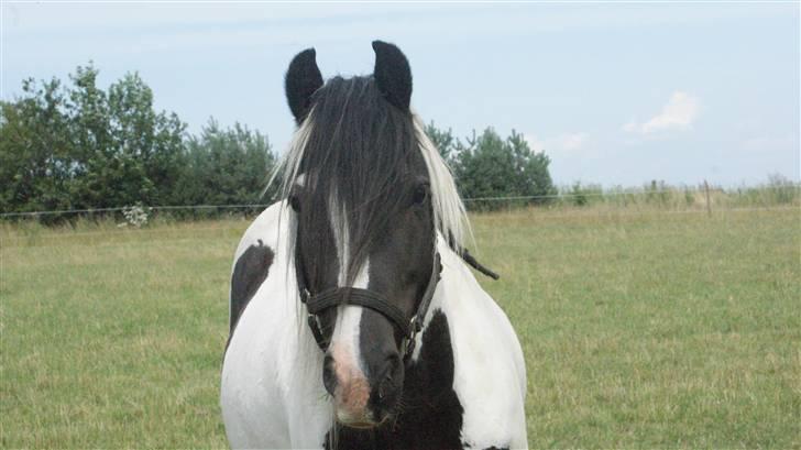 Tinker Lunte billede 2