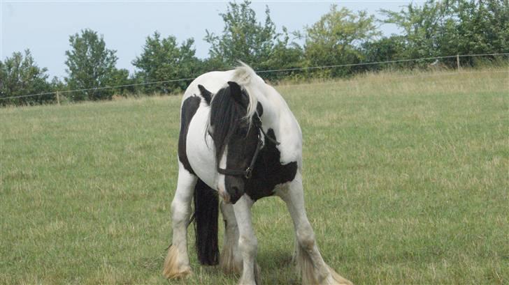 Tinker Lunte billede 3