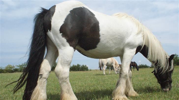 Tinker Lunte billede 4