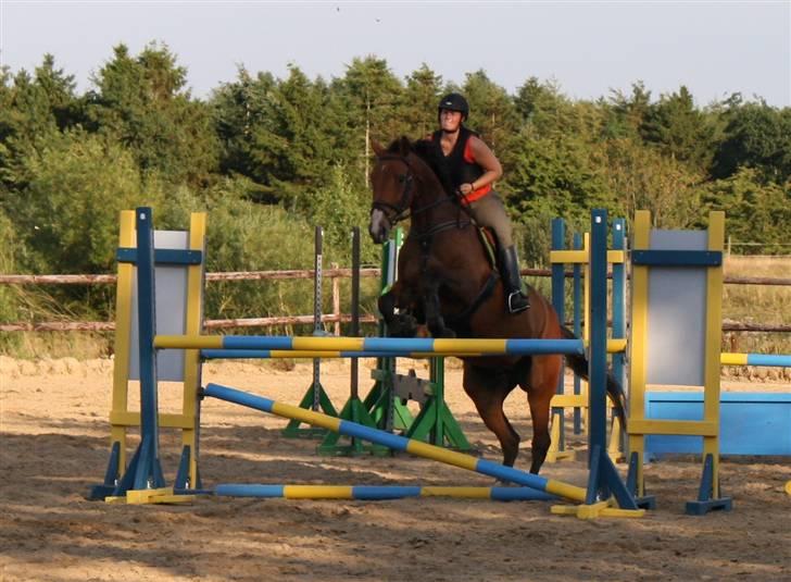 Dansk Varmblod Cias Moonlight - Til undervisning. Foto: Mille billede 10