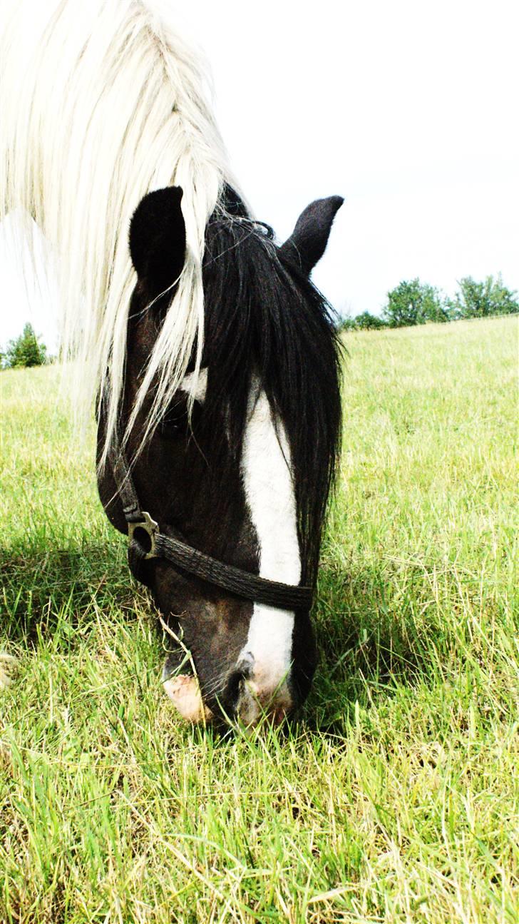 Tinker Lunte billede 8