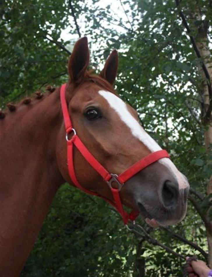 Hollandsk Varmblod Ultiem  - Velkommen til Ultiems profil:) billede 1