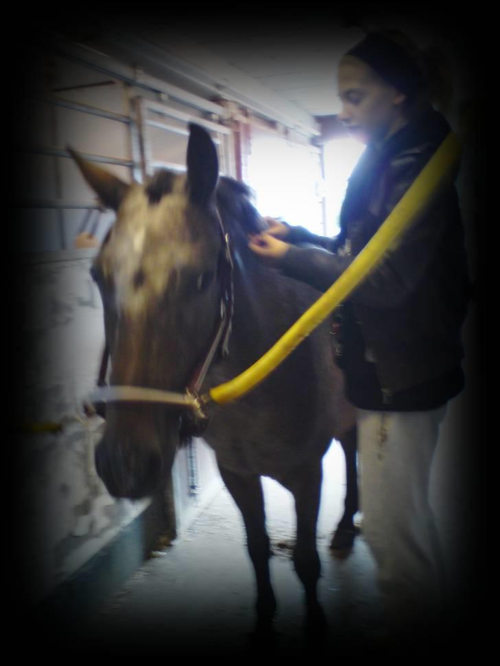 Knabstrupper gipsy (gamle part) - Gipsy bliver ordnet (; billede 13