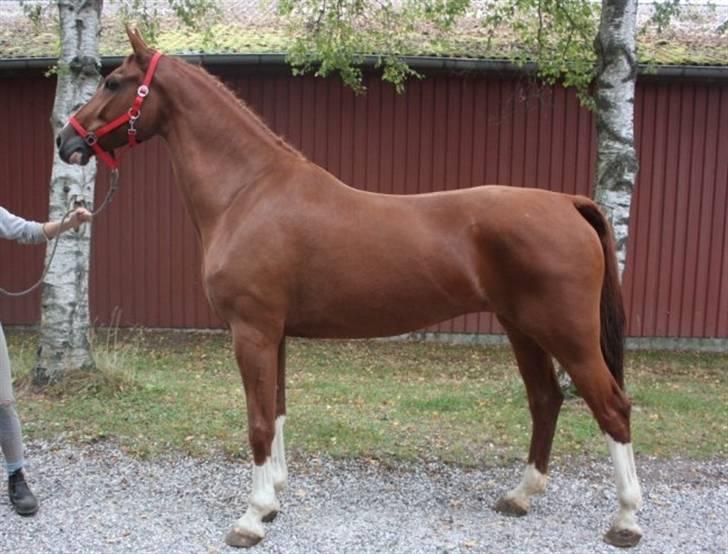 Hollandsk Varmblod Ultiem  - min smukke ster hoppe! billede 2