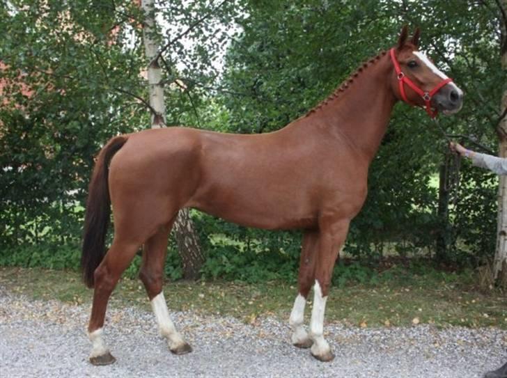 Hollandsk Varmblod Ultiem  - er jeg ikk bare smuk?!<3 billede 3