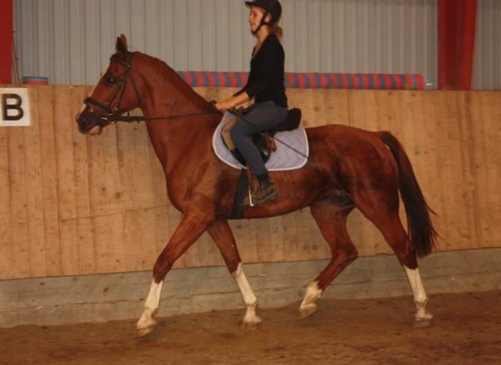 Hollandsk Varmblod Ultiem  - anden gang jeg rider min smukke hest billede 4