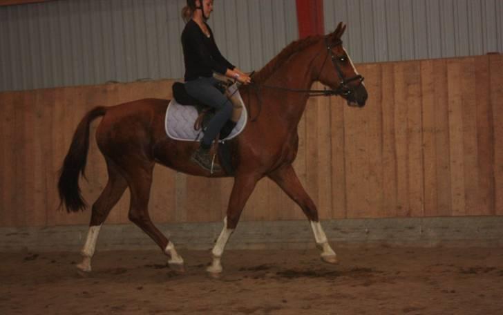 Hollandsk Varmblod Ultiem  - hun er så skøn billede 5