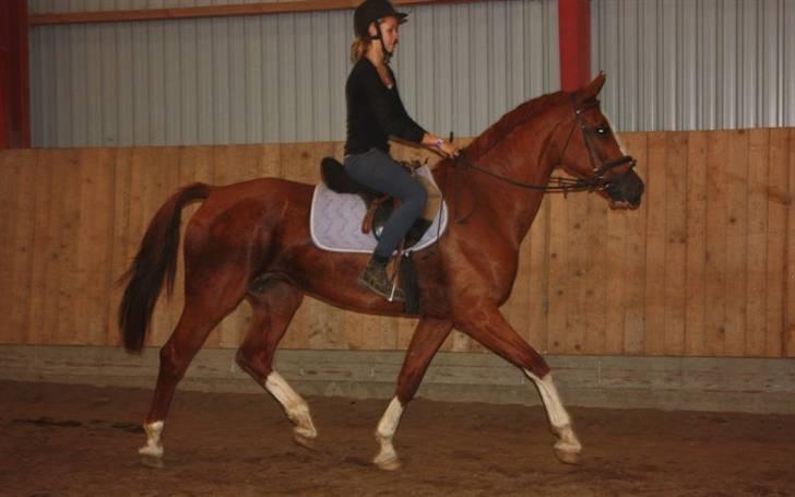 Hollandsk Varmblod Ultiem  - fin er hun altså:P billede 6