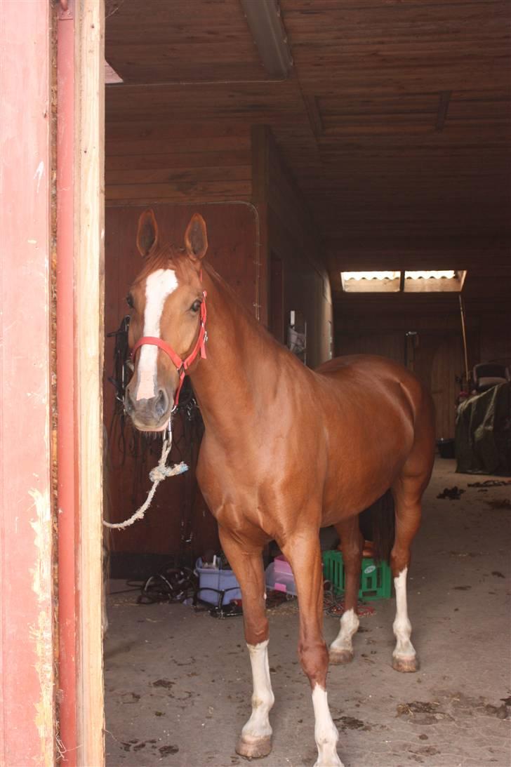 Hollandsk Varmblod Ultiem  - hej med dig siger hun :P billede 7