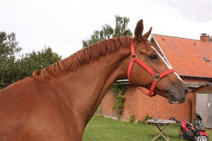 Hollandsk Varmblod Ultiem  - hold da op en smuk hest! drenge her er jeg siger hun :P billede 8