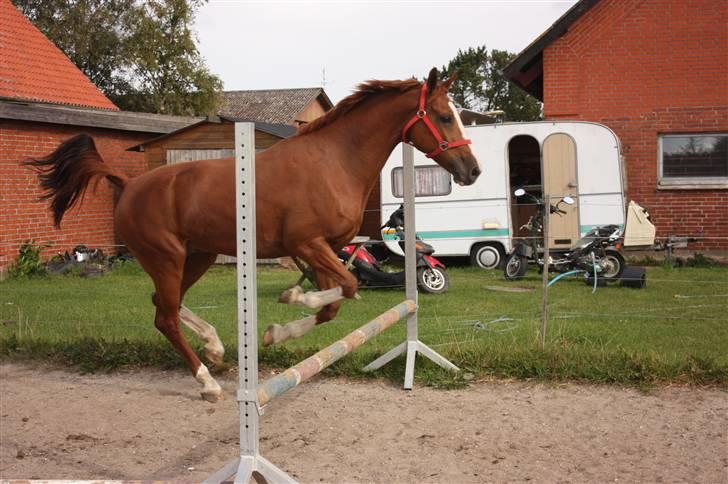 Hollandsk Varmblod Ultiem  - haha:P min flotte hest´s første spring:) billede 9