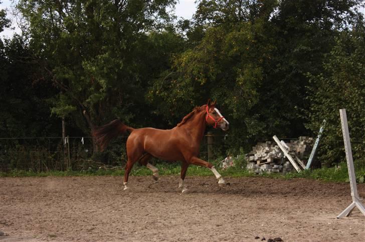 Hollandsk Varmblod Ultiem  - se mig lige:) billede 10