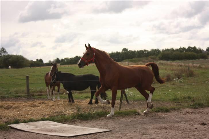 Hollandsk Varmblod Ultiem  - lidt dejlig er hun altså;P billede 11
