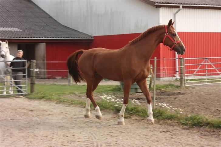Hollandsk Varmblod Ultiem  - fordi hun er flot?! billede 12