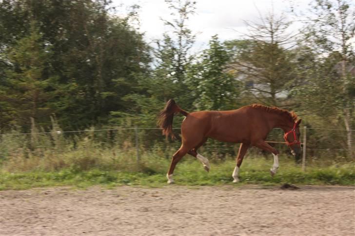 Hollandsk Varmblod Ultiem  - fordi hun er selvglad?! billede 13