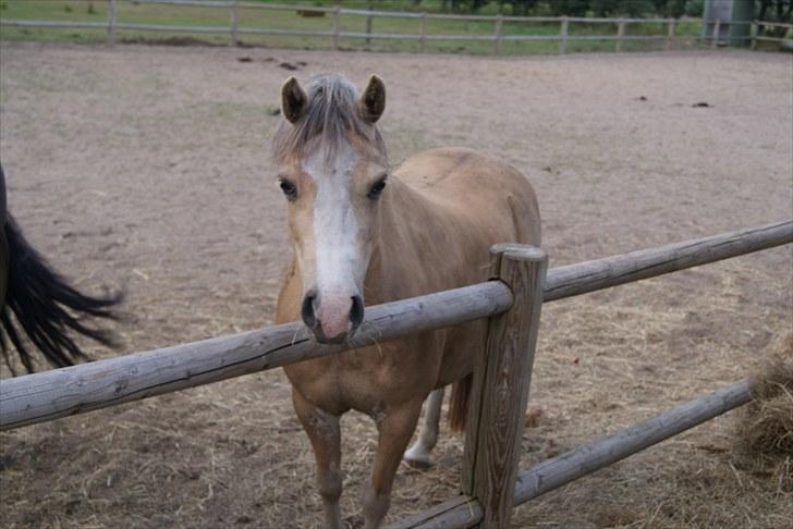 Welsh Mountain (sec A) Maylie Nerissa R.I.P billede 4