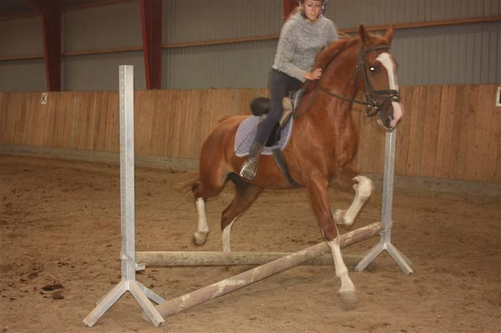 Hollandsk Varmblod Artos   - Artos aller første spring med rytter<3:) billede 7