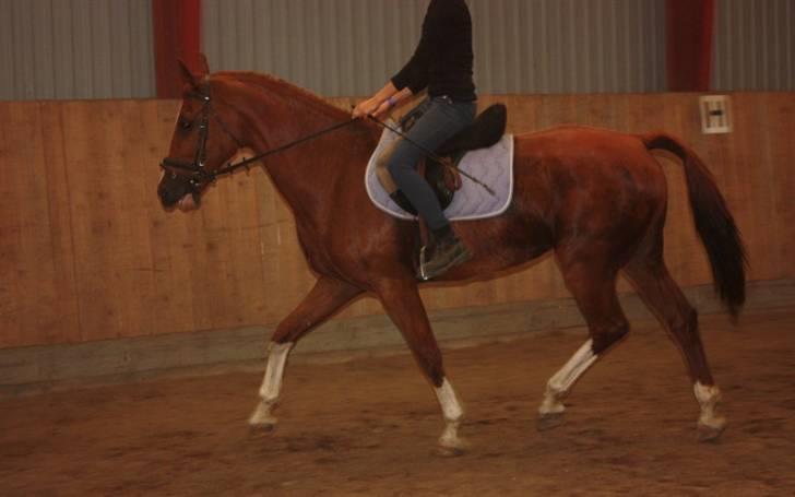 Hollandsk Varmblod Ultiem  - fordi jeg elsker hende billede 14