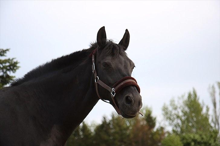 Dansk Varmblod Sahra- Må du hvile i fred billede 7
