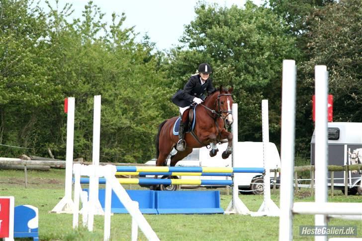 Anden særlig race Hildago *tidligere part* - den lækre pony til Stævne i BOS. Foto: jessie, tak billede 11