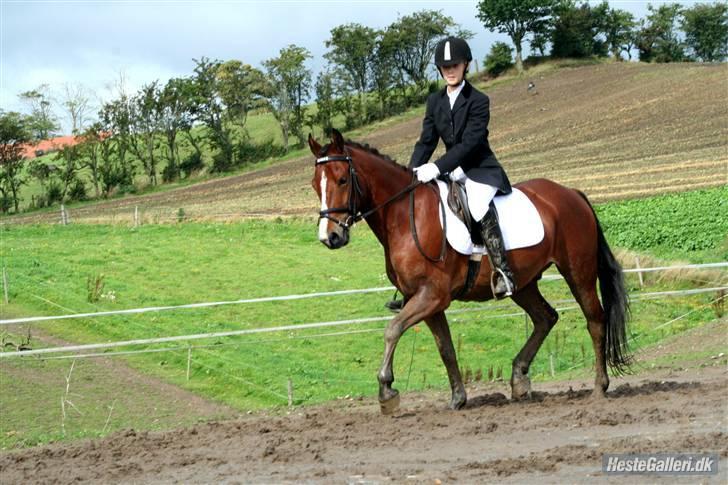 Anden særlig race Hildago *tidligere part* - den skønne pony til stævne i BOS. Foto : jessie tak billede 12