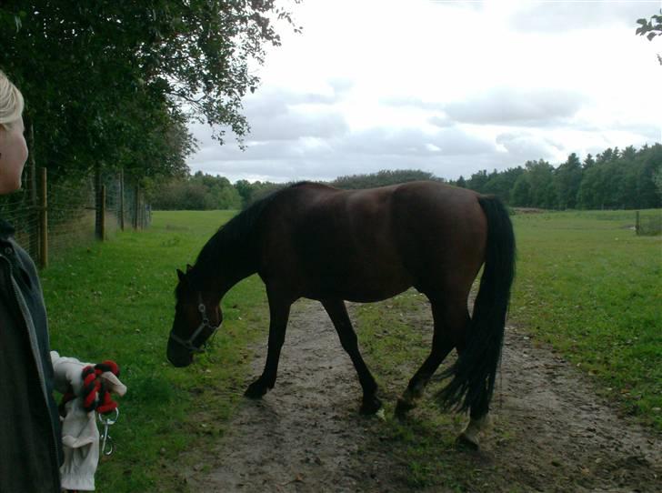 Anden særlig race Cherif ( solgt ) - jeg nyder det på græs fold billede 8
