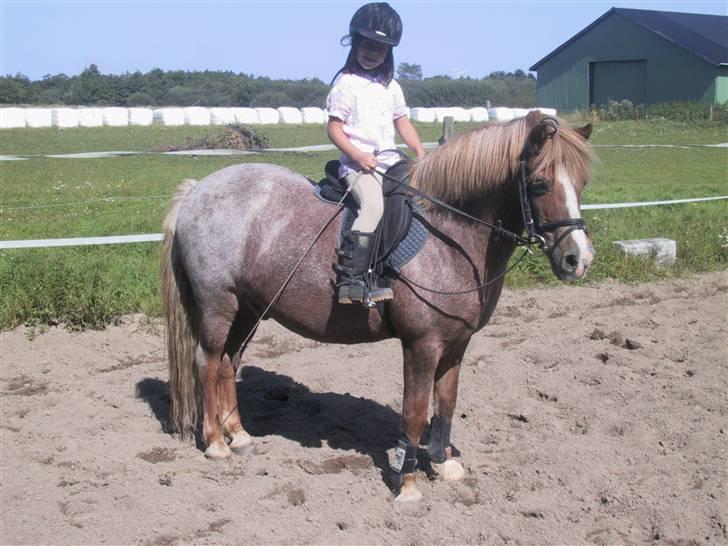 Welsh Mountain (sec A) R.I.P Shadow  billede 1