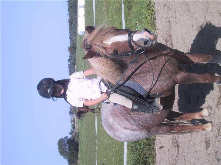 Welsh Mountain (sec A) R.I.P Shadow  billede 2