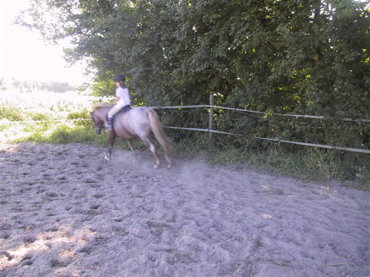 Welsh Mountain (sec A) R.I.P Shadow  billede 3