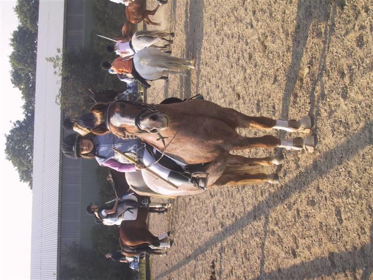 Welsh Mountain (sec A) R.I.P Shadow  billede 4