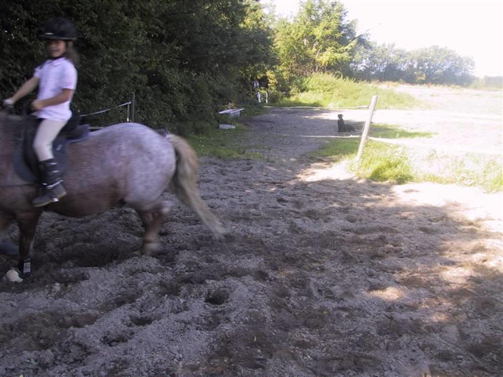 Welsh Mountain (sec A) R.I.P Shadow  billede 6