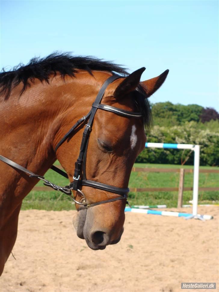 Anden særlig race Bakkelys Aladin solgt billede 8