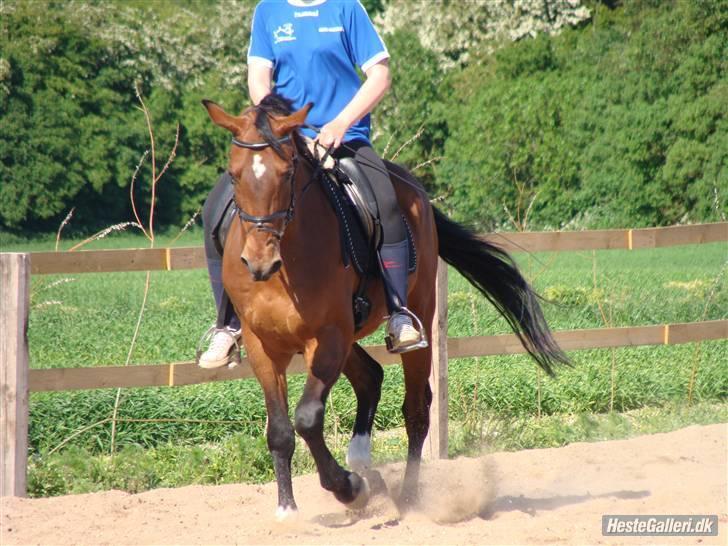 Anden særlig race Bakkelys Aladin solgt billede 9