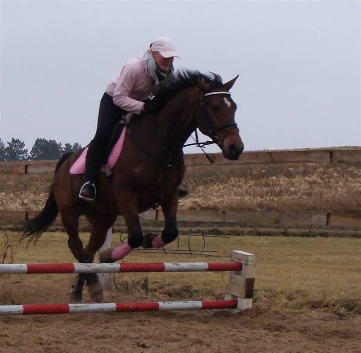 Anden særlig race Bakkelys Aladin solgt billede 10