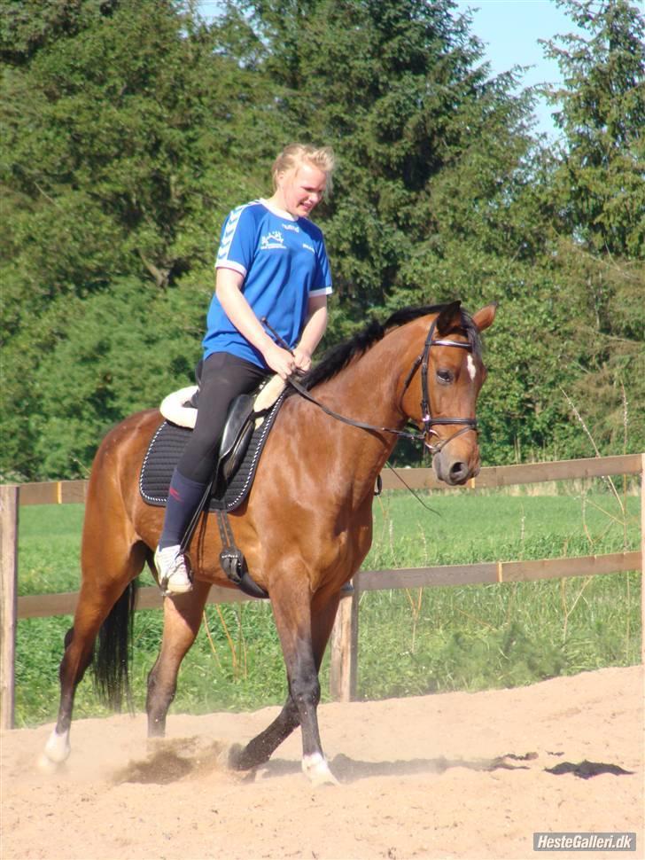 Anden særlig race Bakkelys Aladin solgt billede 11