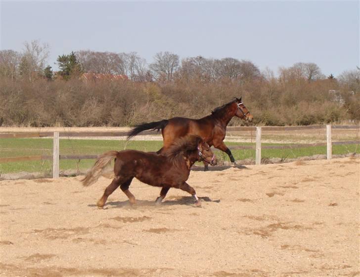 Anden særlig race Bakkelys Aladin solgt billede 12