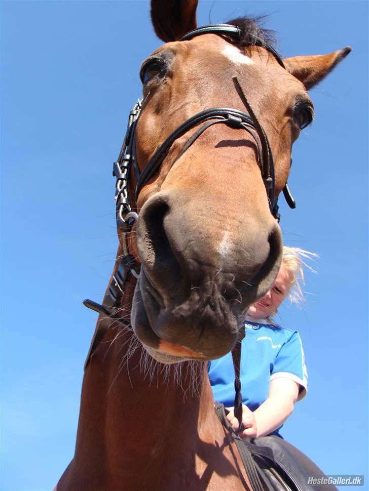Anden særlig race Bakkelys Aladin solgt - Flotte pelikan:D billede 13