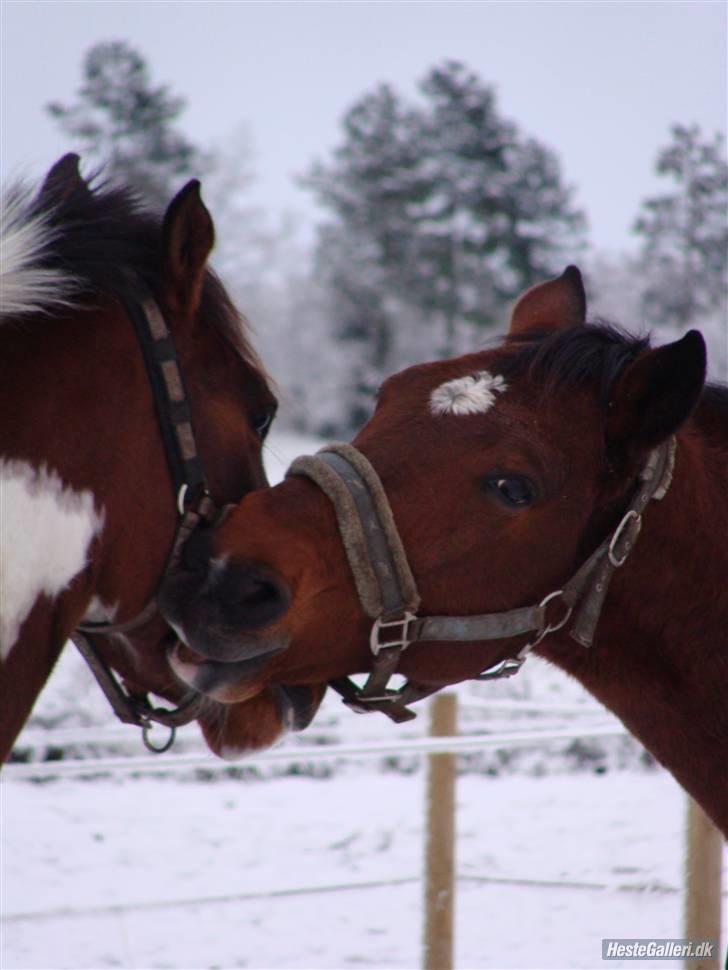 Anden særlig race Bakkelys Aladin solgt billede 14