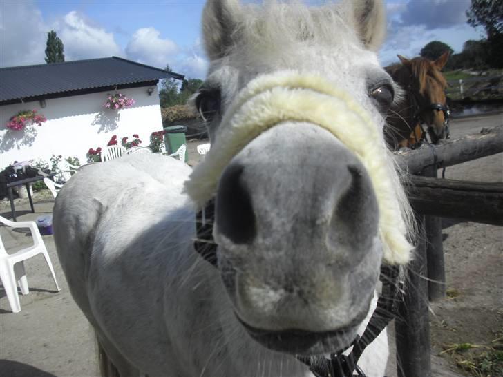 Anden særlig race Skimmel †  miss you † - 2) Ih.. hvor Skimmel kan være nyskerrig  foto:Rikke billede 2