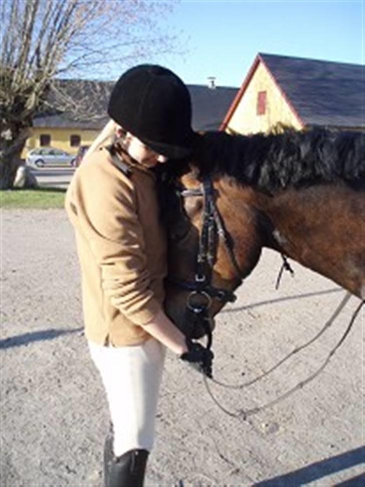 New Forest Borrebjergs Magic Mentor - En træt pony efter undervisning | Foto mor billede 15