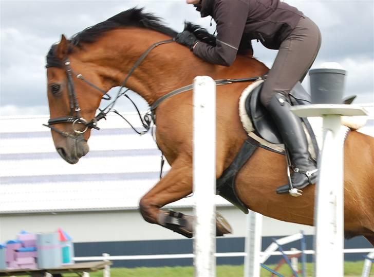 Tysk Varmblod Carpaccio *Solgt* billede 15