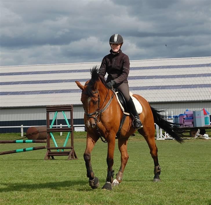 Tysk Varmblod Carpaccio *Solgt* billede 17