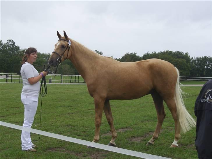 Palomino Zanthos billede 15