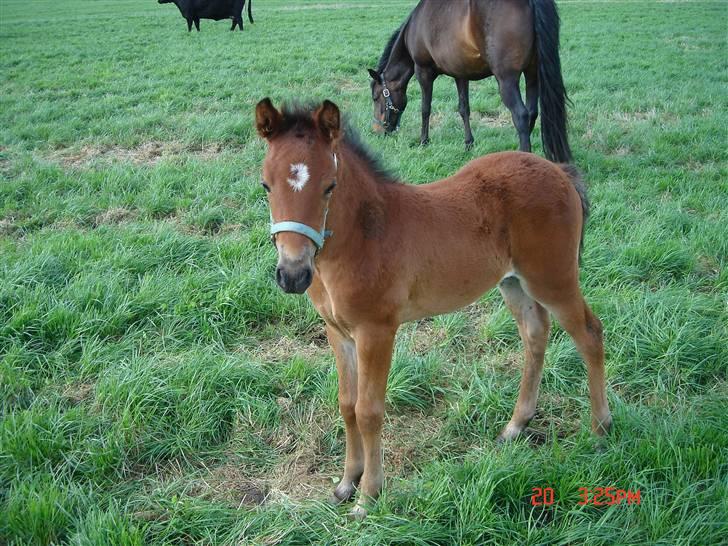 New Forest Alhedens Delight - Som Baby billede 3