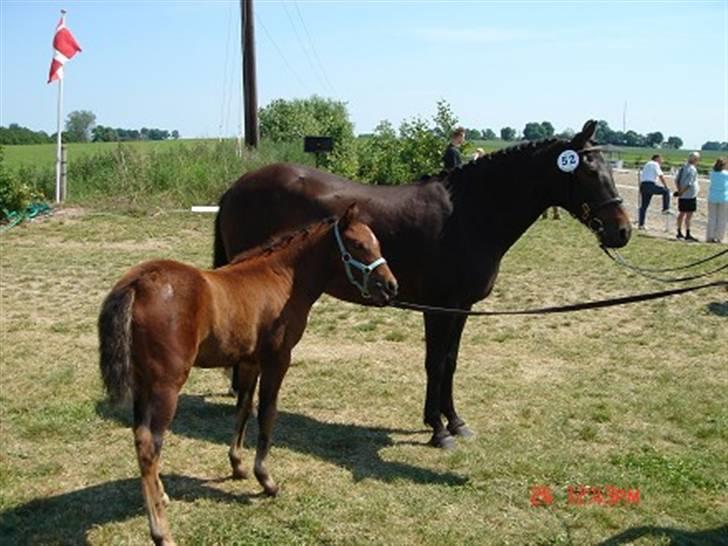 New Forest Alhedens Delight - Her er Delle sammen med sin mor til Kåring billede 6