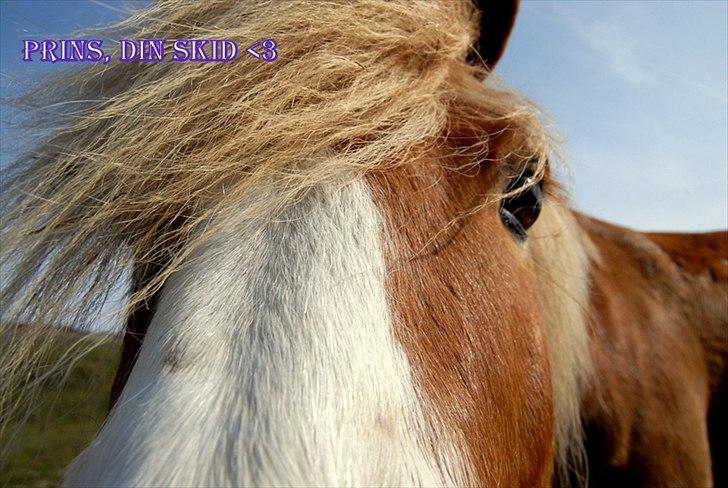 Haflinger Prins Hans -  | 13 | A friend is someone who knows the song in your heart, and can sing it back to you when you have forgotten the words. Foto: Mig billede 13