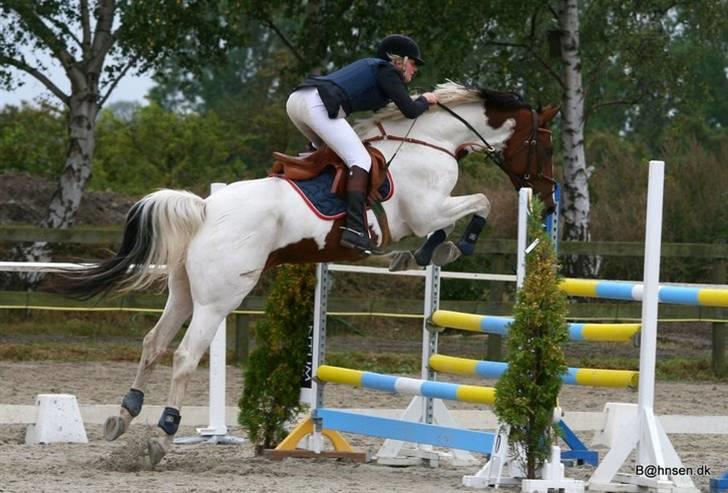 Svensk Varmblod Rodinne T billede 14