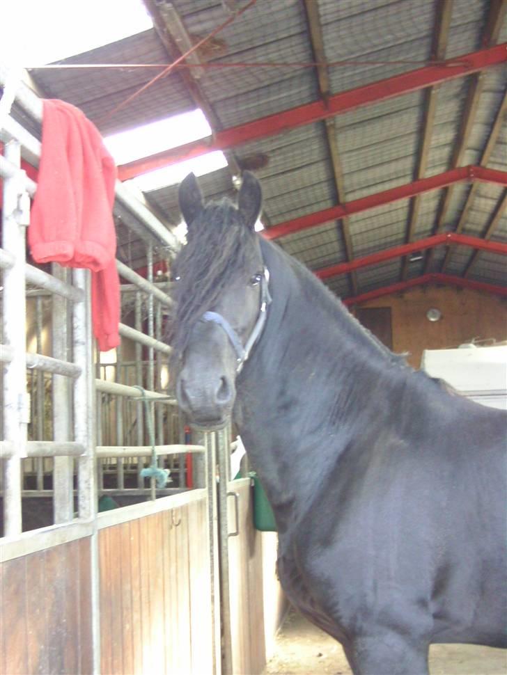 Frieser Liekele billede 2